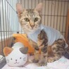 美猫で人が大好き‼️アメショ柄のここなちゃん♥️ サムネイル3
