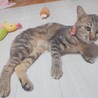 美猫で人が大好き‼️アメショ柄のここなちゃん♥️ サムネイル4