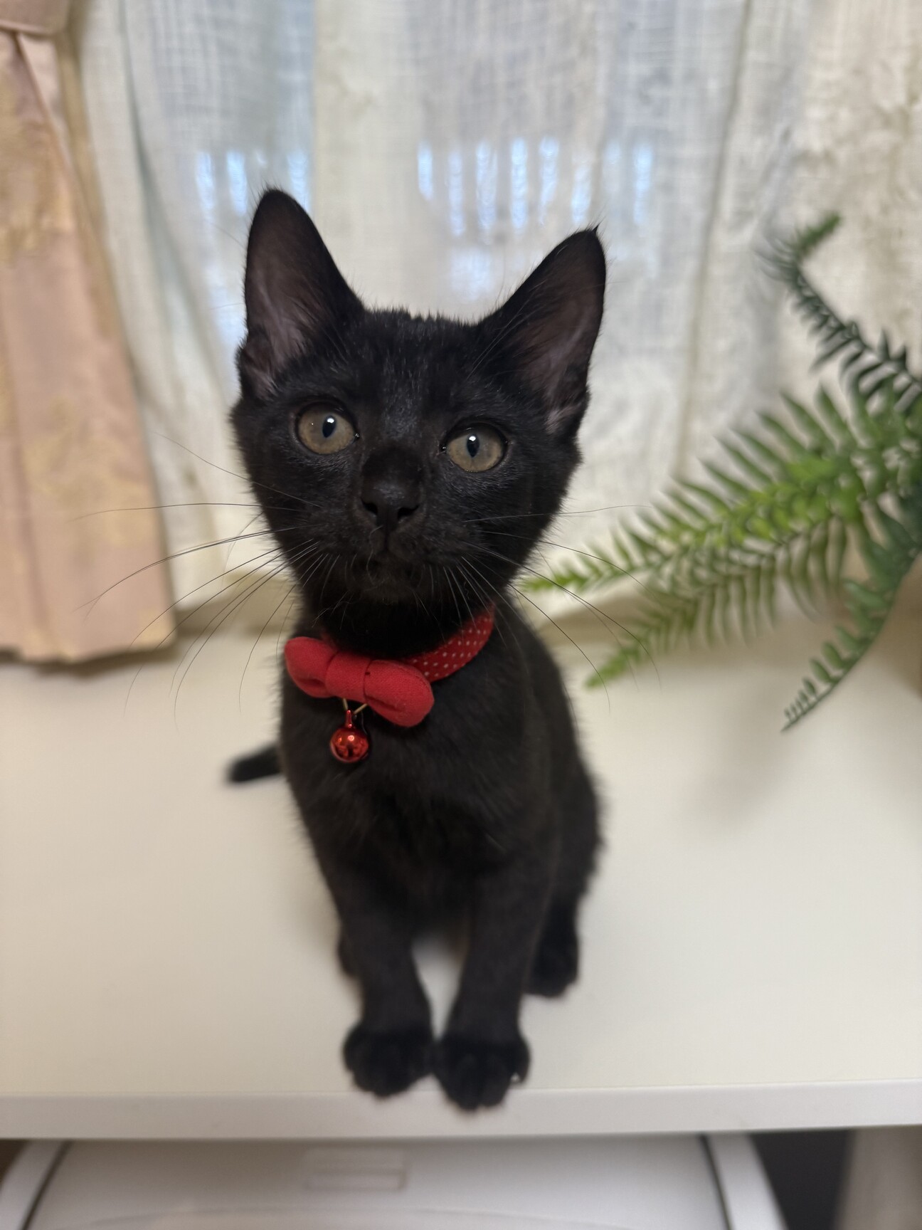 小さなお姫❤️こはだ」東京都 - 猫の里親募集(523585