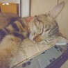 美猫で人が大好き‼️アメショ柄のここなちゃん♥️ サムネイル6