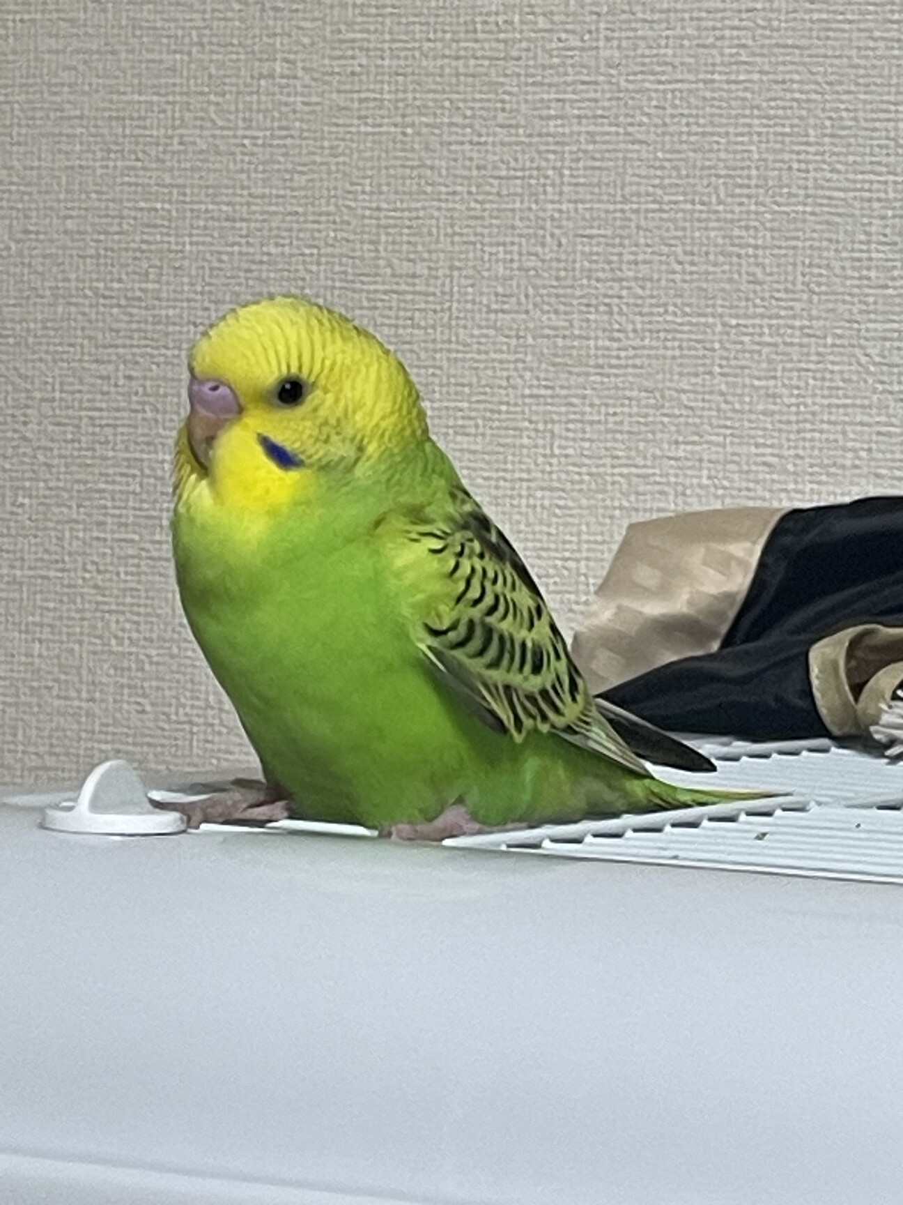ペアのセキセイインコちゃん」兵庫県 - 鳥の里親募集(523943