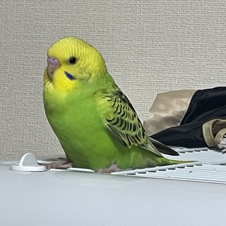 ペアのセキセイインコちゃん