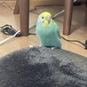 ペアのセキセイインコちゃん サムネイル2