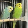 ペアのセキセイインコちゃん サムネイル3