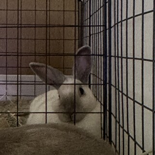 メス　小顔のぱっちりお目目の美人さん