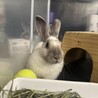 メス　小顔のぱっちりお目目の美人さん サムネイル2