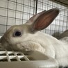 メス　小顔のぱっちりお目目の美人さん サムネイル3