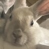 メス　小顔のぱっちりお目目の美人さん サムネイル4