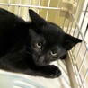 黒チビ猫兄弟・ちょっぴりオドオド２ヶ月半♪ サムネイル3