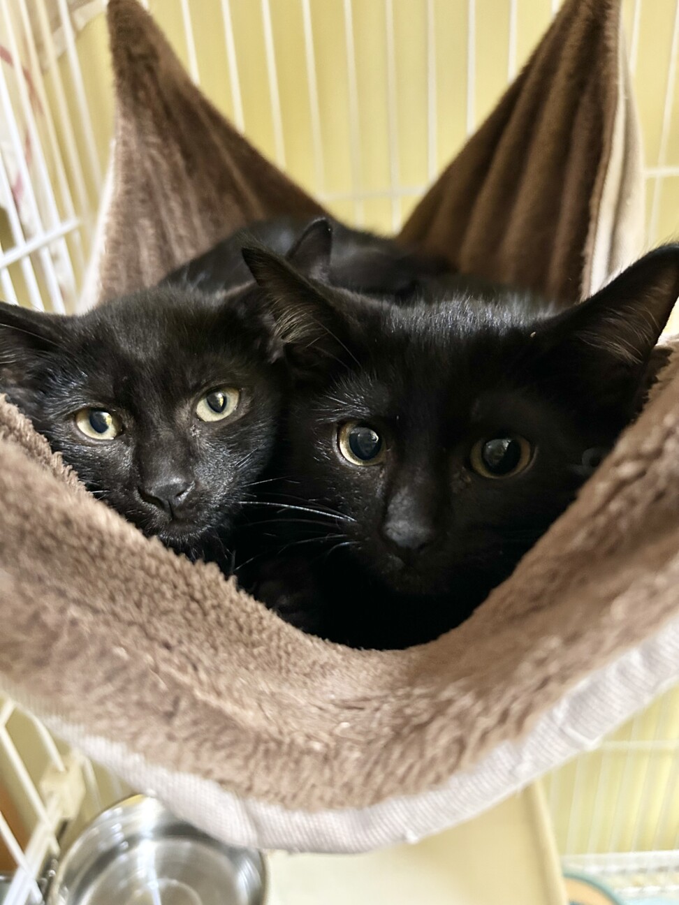 黒チビ猫兄弟・ちょっぴり」愛知県 - 猫の里親募集(523948) 5