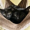 黒チビ猫兄弟・ちょっぴりオドオド２ヶ月半♪ サムネイル5