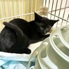 黒チビ猫兄弟・ちょっぴりオドオド２ヶ月半♪ サムネイル6