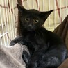 黒チビ猫兄弟・ちょっぴりオドオド２ヶ月半♪ サムネイル7