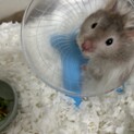 色が違う元気いっぱいハムスター。