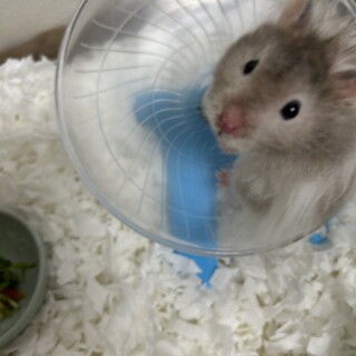 色が違う元気いっぱいハムスター。