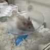 色が違う元気いっぱいハムスター。 サムネイル2