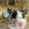 色が違う元気いっぱいハムスター。 サムネイル3