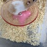 色が違う元気いっぱいハムスター。 サムネイル5