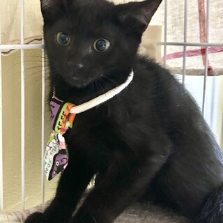 黒チビ猫兄弟・お目目クリクリ２ヶ月半♪