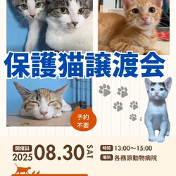 子猫譲渡会in 各務原