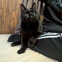 虜にしてくれる黒猫お探しの方！