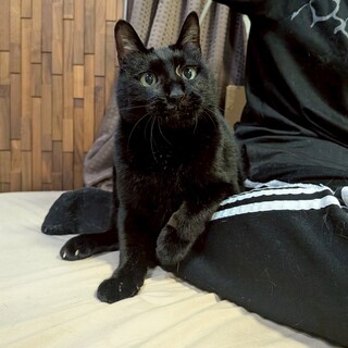 虜にしてくれる黒猫お探しの方！