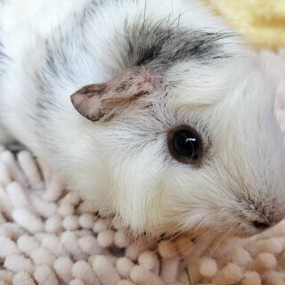 【新規受付停止中】モルモット女の子