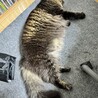足元に来て寝るネチコヤン