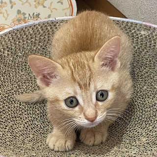 募集一時停止人懐っこい可愛い性格❤️東塚虎子