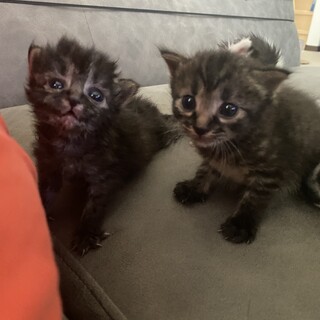 ちっちゃな３兄弟★生後３週間の仔猫たち 里親募集！