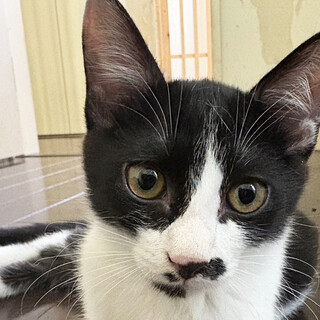 ちっぴ♂白黒猫＆ヒゲあり4ヵ月半