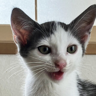 ポコ♂キジシロ兄妹猫3ヵ月半