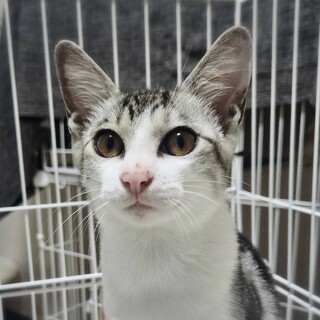 8/24さいたま市桜区ワンクル参加　リッカちゃん