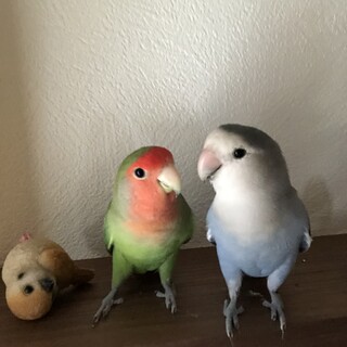 コザクラインコ 里親募集中