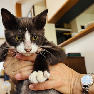 たくましくておだやか、白黒ハチワレ猫・チーくん