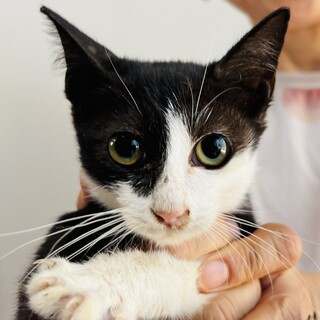 おめめぱっちり小さな美人さんチコちゃんの里親募集