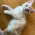 兄妹2匹一緒にお迎えでお願いします