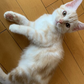 兄妹2匹一緒にお迎えでお願いします