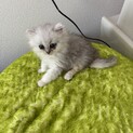 仔猫の里親募集