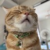 でらこた