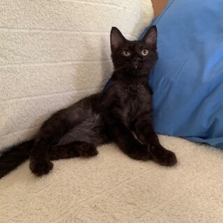 一時停止可愛い半長毛？黒猫 端午君