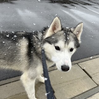 新しい家族になってくれる方を募集します。