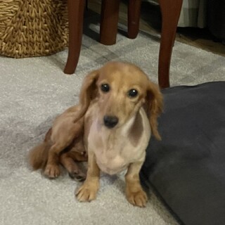 おっとり優しい女の子 ダックス「かごめ」ちゃん