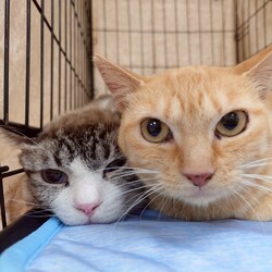 しましましっぽ譲渡会@名古屋市東区 サムネイル2