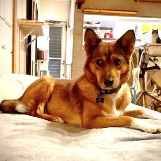 押し入れから飛び出した小さな勇気☆ おコンちゃん