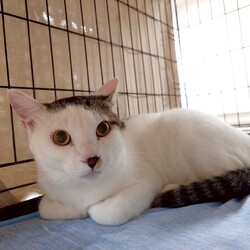 しましましっぽ譲渡会@名古屋市東区 サムネイル3