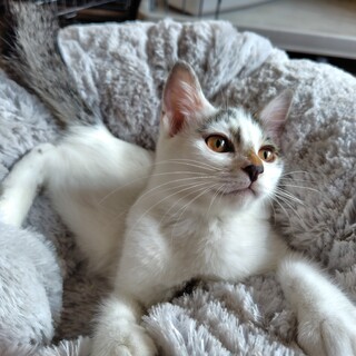 天真爛漫・自由な女のコ