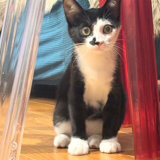 よく懐いた男前子猫タビーくん