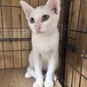 よく懐いた男前子猫タビーくん サムネイル6