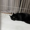 クロネコ サムネイル2